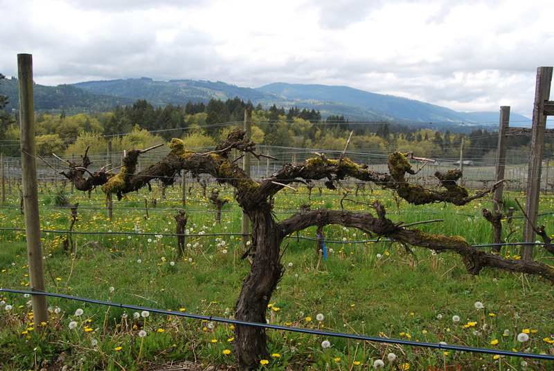 Blue Grouse Old Vines